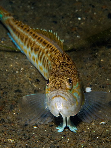 Trachinus draco 1